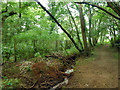 Stream and path, Winterdown Wood