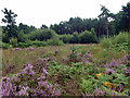 Open area, Esher Common