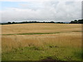 Fields at Broadfold, east of Auchterarder