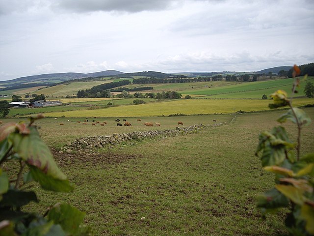 The line of a low stone field boundary wall