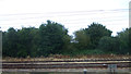 Trees near railway junction, Walsworth