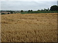 Crop field, Cumberlow Green