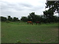 Grazing, Bluntswood Hall