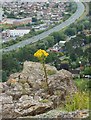 Creulys ar Fryn Euryn / Ragwort on Bryn Euryn