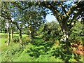 Llwybr Maes y Gwaelod Path