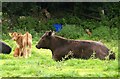 Cattle and fox, Southcott