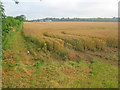 Arable land at Canwick Heath