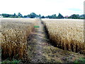 Public footpath through the crops, Kingstone