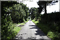 Wooded Lane near Crofts of Kingscauseway