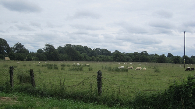 Sheep, Kilmore © Richard Webb :: Geograph Ireland