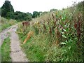 Flowering teasel on the Trans Pennine Trail