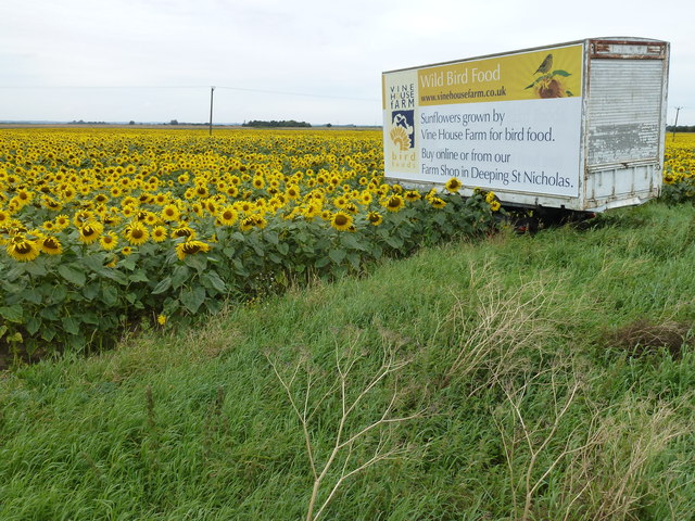 Sunflowers grown by Vine House Farm for bird food