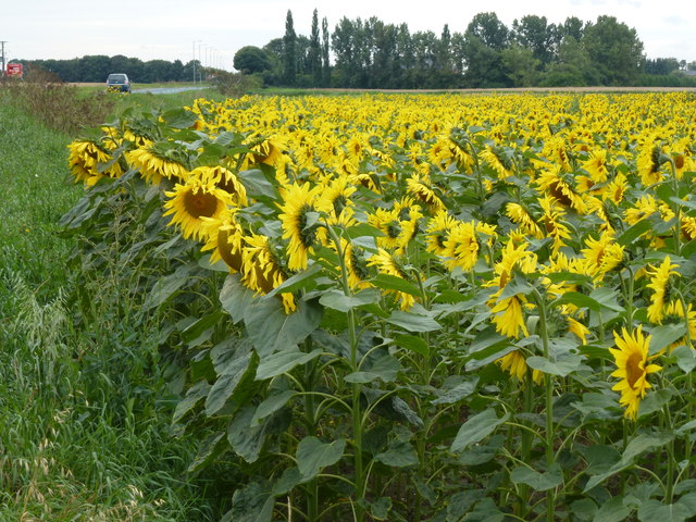 Sunflowers on Littleworth Drove