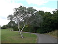 Cider Gum in North Beckton District Park