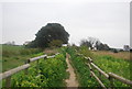 Thanet Coastal Path