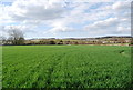 Wheat field