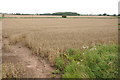 Wheat field at Portway