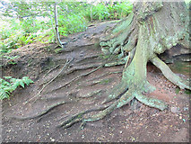 SJ5359 : Beeston castle:tree roots by Stephen Craven