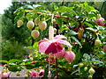 Fuchsia after a rainy night