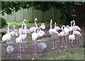 TQ2883 : Flamingos at ZSL London Zoo by pam fray