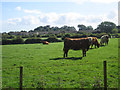 Cattle grazing near Alnwick