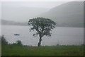 Tree on the shore of Loch Linnhe