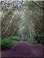 Trans Pennine Trail