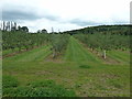 Orchard near the White House