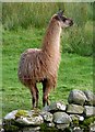 A llama at Leahaugh