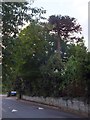 Monkey Puzzle tree in Wonford Road