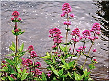M2925 : Galway - River Corrib Walk - Wild Tiny Pink Flowers  by Suzanne Mischyshyn