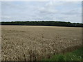 Farmland towards Harpswell Wood