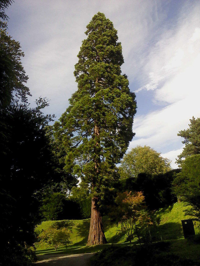 Sequoia sempervirens © Matthew Hatton cc-by-sa/2.0 :: Geograph Britain