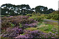 Heather beside path near Trevarthian Farm