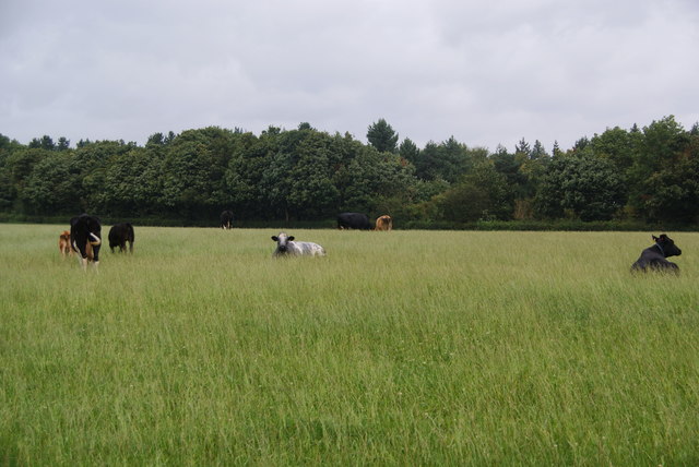 Cows in the grass by Ingestre Wood