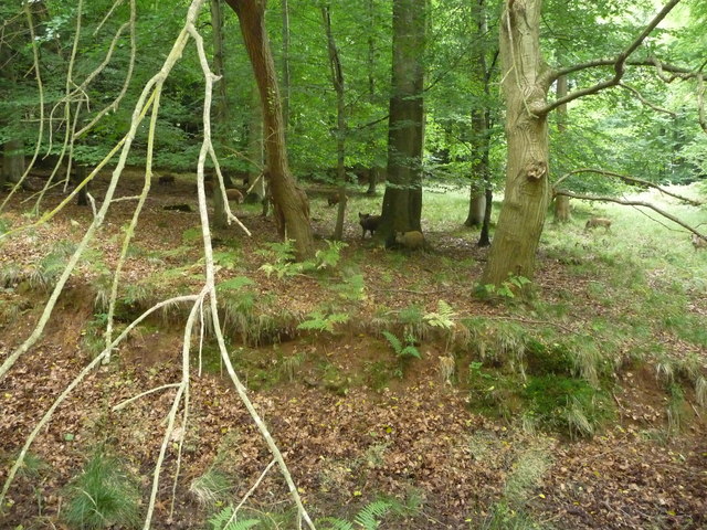 Wild boar herd pass me by © Jeremy Bolwell cc-by-sa/2.0 :: Geograph ...