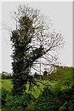 R3784 : M18 - Tree along M18 by Suzanne Mischyshyn