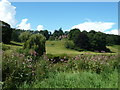 Langetts from the east bank of the River Wye