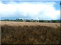 View across Wheat field to Ross-on-Wye