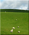 SD5897 : Sheep in the sun, Grayrigg Hall by Karl and Ali