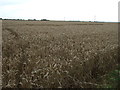 SK9294 : Crop field off Westbeck Lane by JThomas