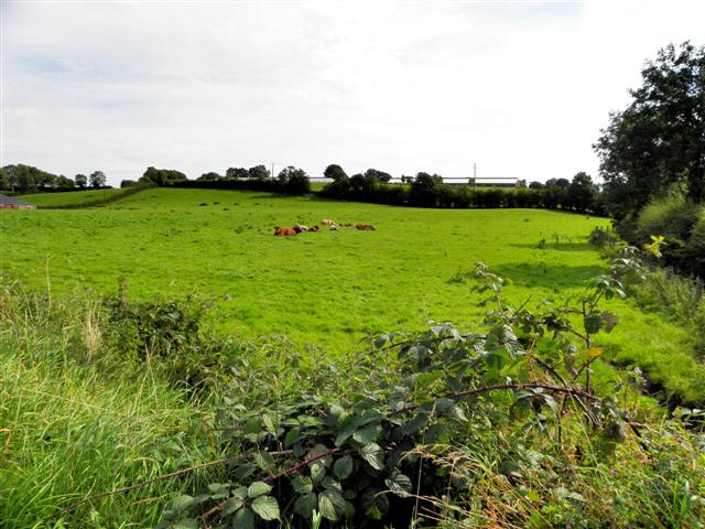 Cows, Cormore © Kenneth Allen cc-by-sa/2.0 :: Geograph Ireland