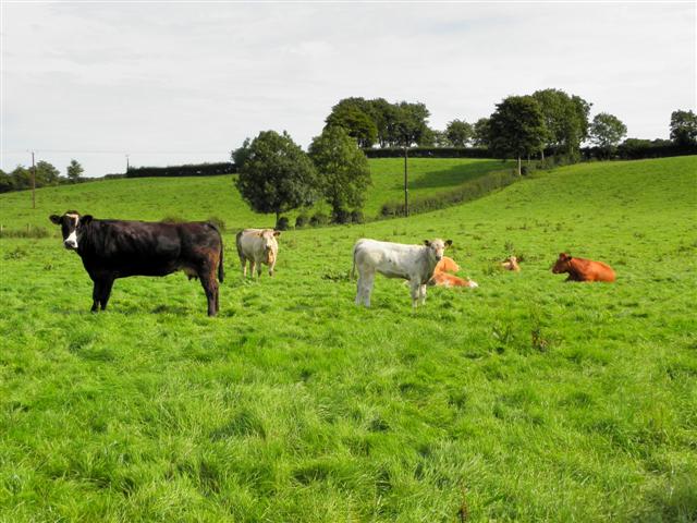 Cows at Cormore © Kenneth Allen :: Geograph Ireland