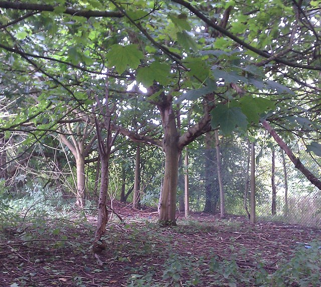 Small patch of woodland