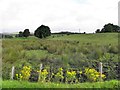 Benweeds (ragwort), Dunteige