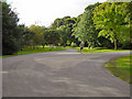 Jogger in Bute Park