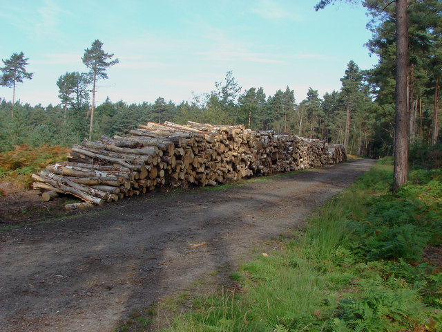 Log piles, Swinley Park
