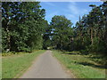 Forestry road, Swinley Park