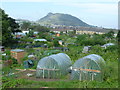 Blackford Avenue allotments