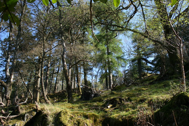 Woodland just off the Glac Mhòr path